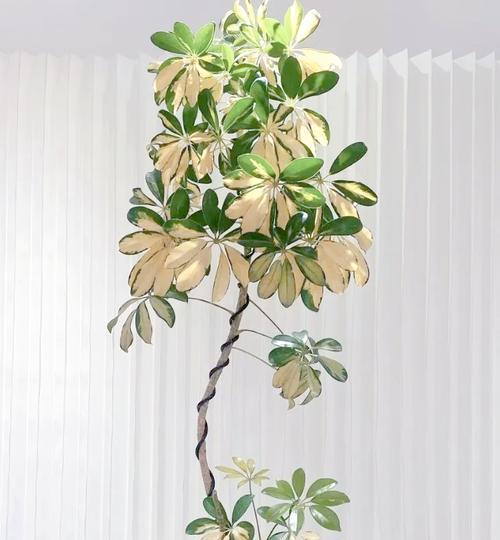 门厅花卉选择有哪些寓意？