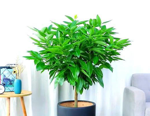 门厅花卉选择有哪些寓意？