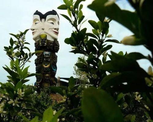 橘花象征的情感是什么？它有何特殊含义？