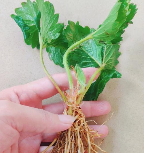 裸根花束的花语含义？象征着什么特别意义？