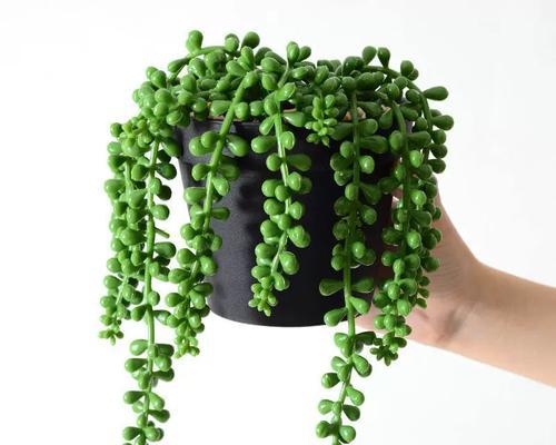 情人泪花象征着什么？情人泪花的花语代表什么？