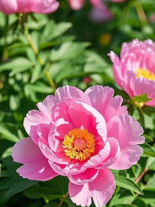象征富贵权利的花有哪些？它们各自代表什么？