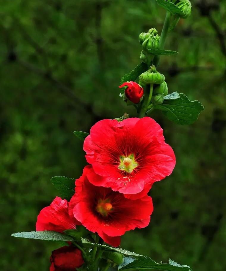 花的凋零代表什么？花的凋零在情感上意味着什么？