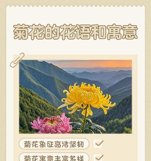 黄色菊花的花语代表意义是什么？