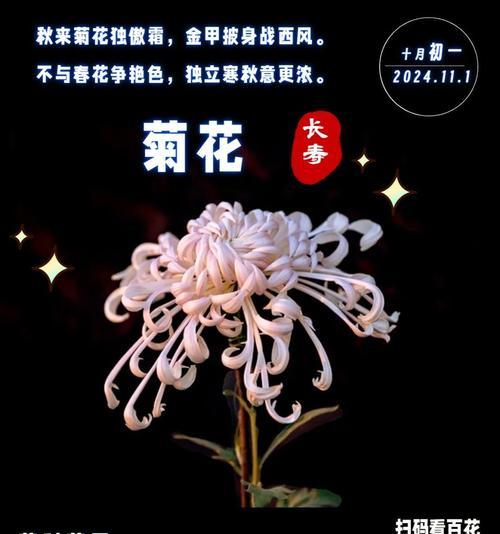 黄色菊花的花语代表意义是什么？