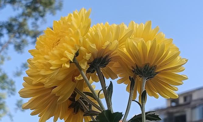 黄色菊花的花语代表意义是什么？