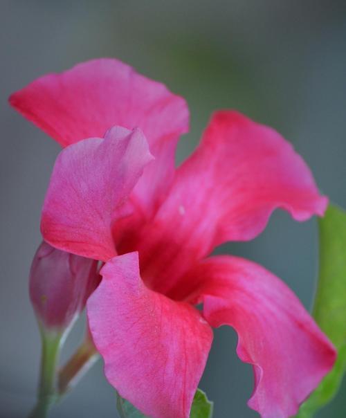 路边常见的寓意花有哪些？它们代表什么？