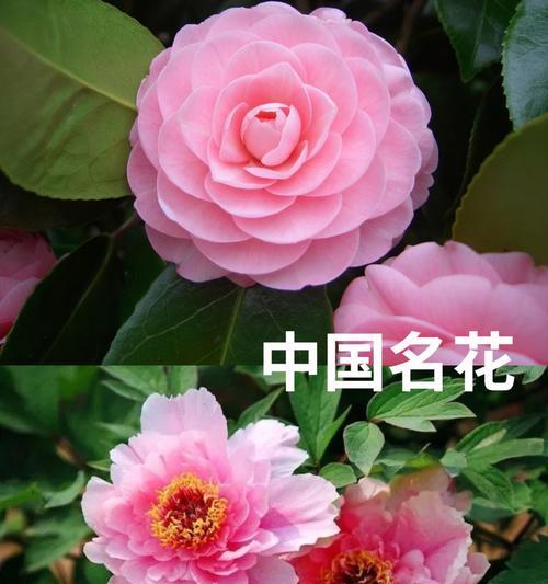 花喻人有哪些寓意？它们各自代表了什么意义？