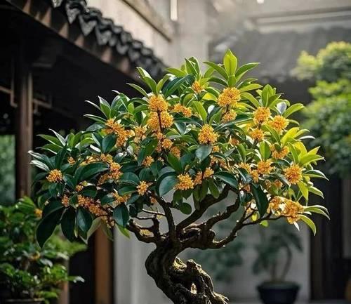 哪些花象征着灵气？