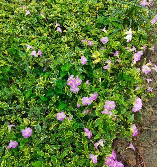 哪些花象征着灵气？