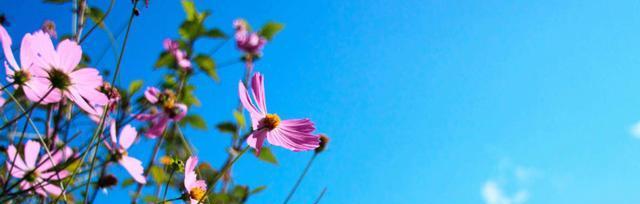 水沫生花象征着什么？花的水沫生花含义是什么？
