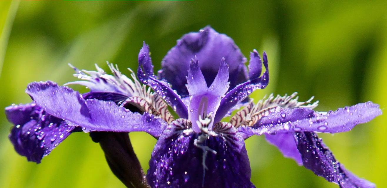 褒义象征的花有哪些？它们的花语是什么？