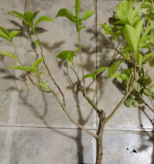 以扦插苗的繁殖方法及优势（揭秘绿色种植的新趋势）