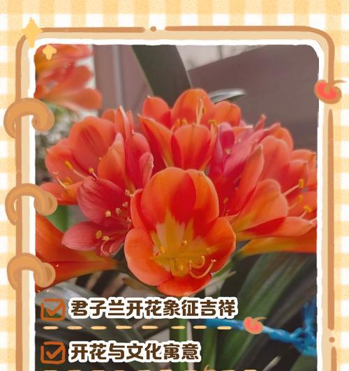 君子兰的盛放之美（寓意高尚的君子兰花开）
