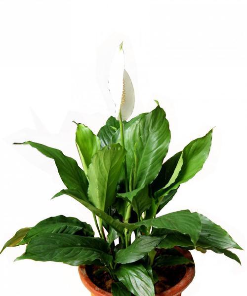 白掌花语象征与寓意（揭开白掌花的花语之谜）