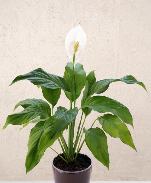 白掌花语象征与寓意（揭开白掌花的花语之谜）