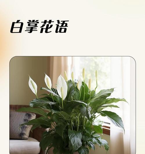 白掌花语象征与寓意（揭开白掌花的花语之谜）