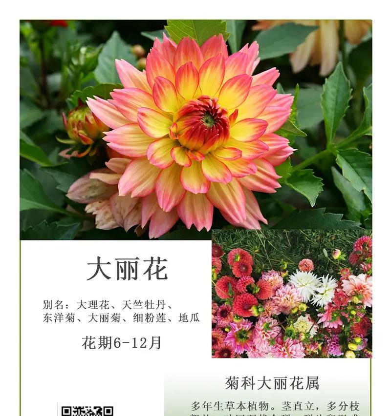 天竺牡丹花语（传承千年的华丽与庄重）