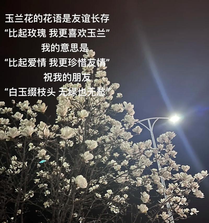 白玉兰花语（白玉兰花的含义和象征意义）