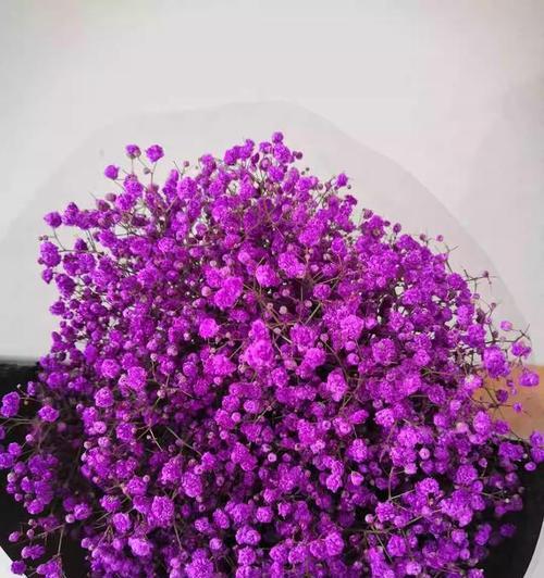 紫色小雏菊的花语与寓意（传递吉祥与希望的花朵）