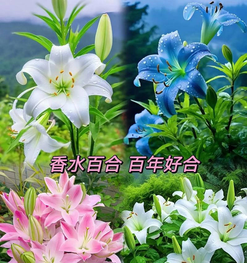白色百合的花语与寓意（揭示白色百合所蕴含的深刻内涵）