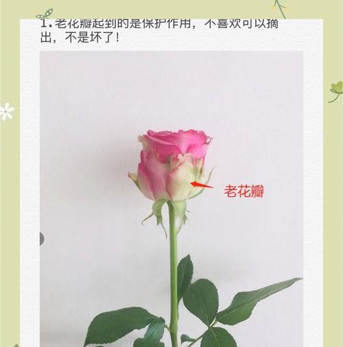 玫瑰花数量的象征意义（以玫瑰花的支数揭示感情真谛）