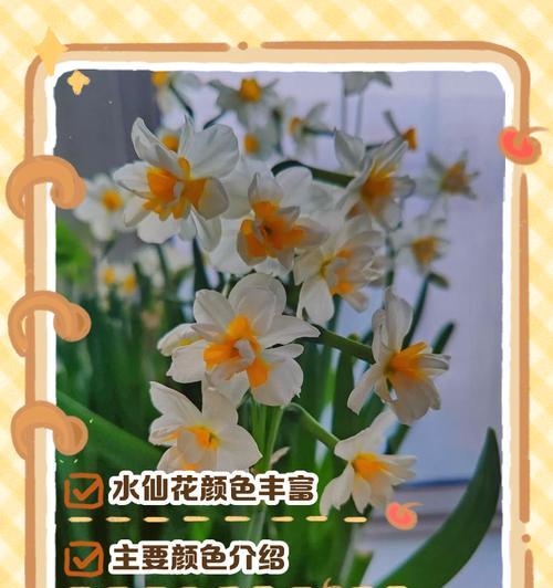 水仙花花语的深刻寓意（探索水仙花的花语和内涵）