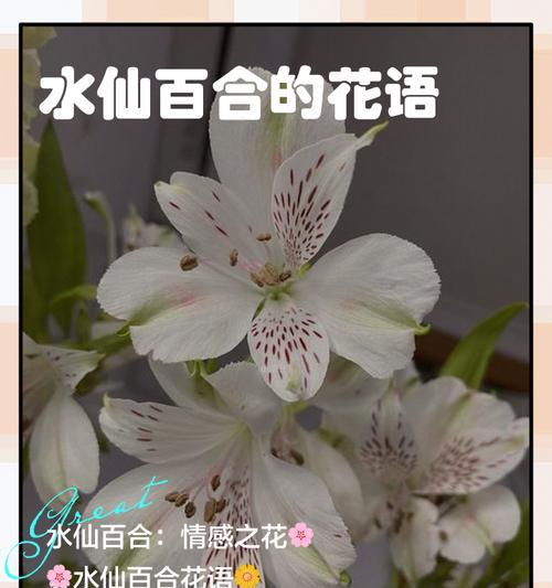 水仙花花语的深刻寓意（探索水仙花的花语和内涵）