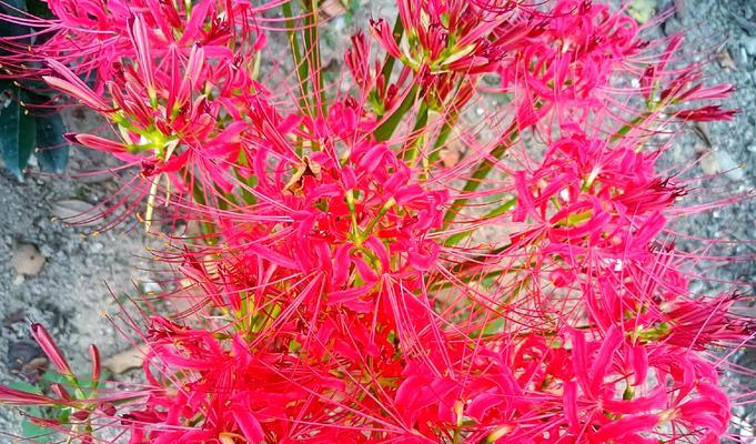 蓝色花的寓意是什么？全面解读蓝色花的象征意义！103