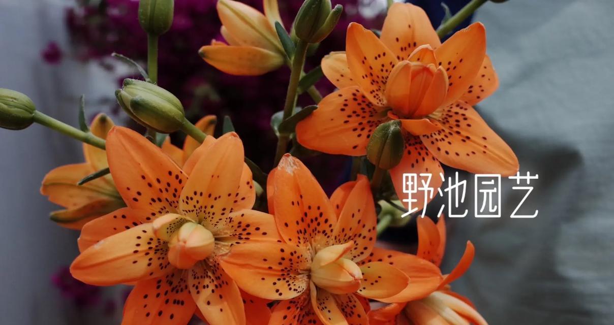 五头橙色百合花的寓意是什么？