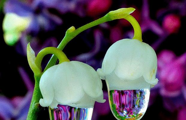 哪种花象征灵魂伴侣爱情？灵魂伴侣爱情的花语是什么？