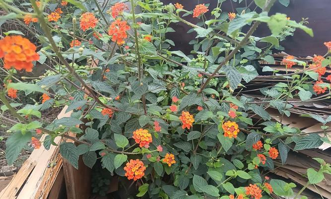 五色花有什么意义？五色花象征着什么？