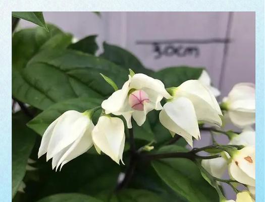 什么花与龙有关且寓意吉祥？