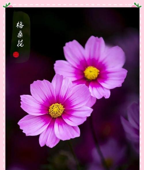 哪种象征爱情的花容易养活？