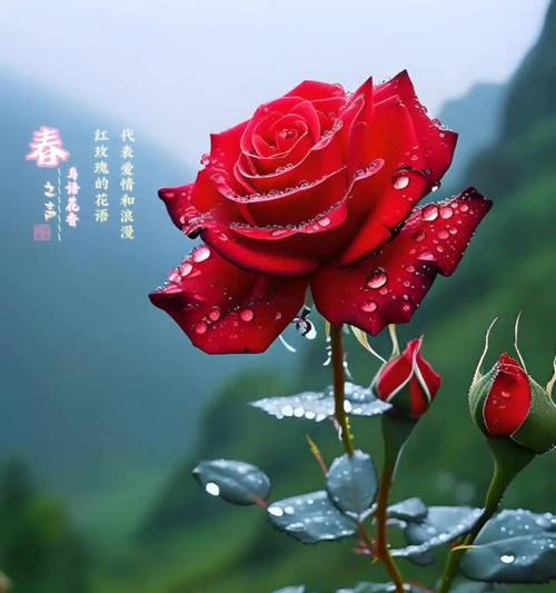哪种象征爱情的花容易养活？
