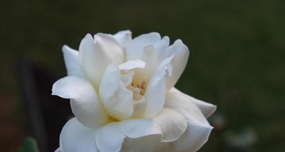 哪种白色花象征友谊？