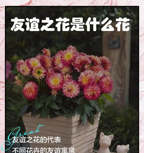 哪种白色花象征友谊？
