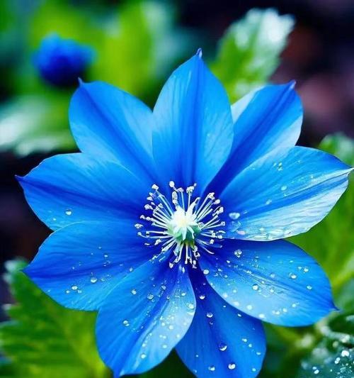 哪种蓝色花象征生命？蓝色花的寓意和象征意义是什么？
