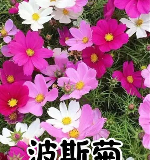 哪些花寓意幸福？养哪种花可以带来幸福？