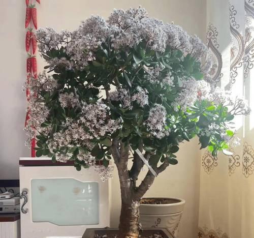 哪些花寓意幸福？养哪种花可以带来幸福？