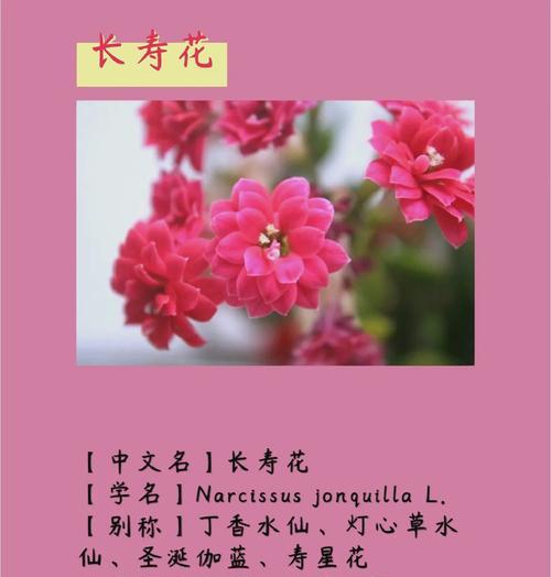 长寿花鹿角红代表什么？长寿花鹿角红的含义是什么？
