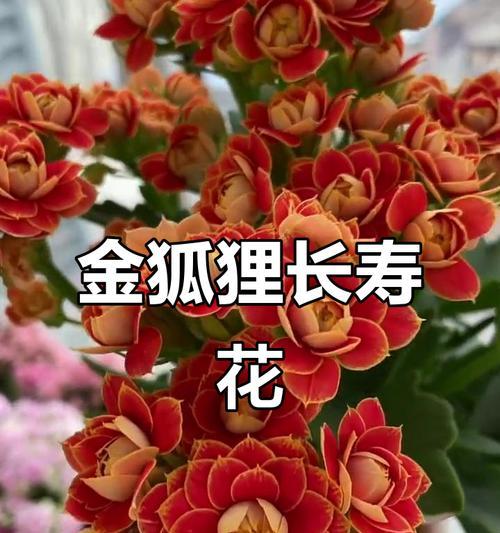 长寿花鹿角红代表什么？长寿花鹿角红的含义是什么？