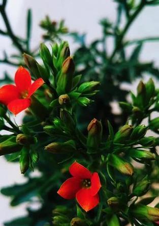 长寿花鹿角红代表什么？长寿花鹿角红的含义是什么？
