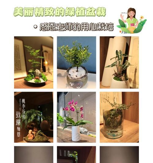 在节日送一盆花代表了什么意义？