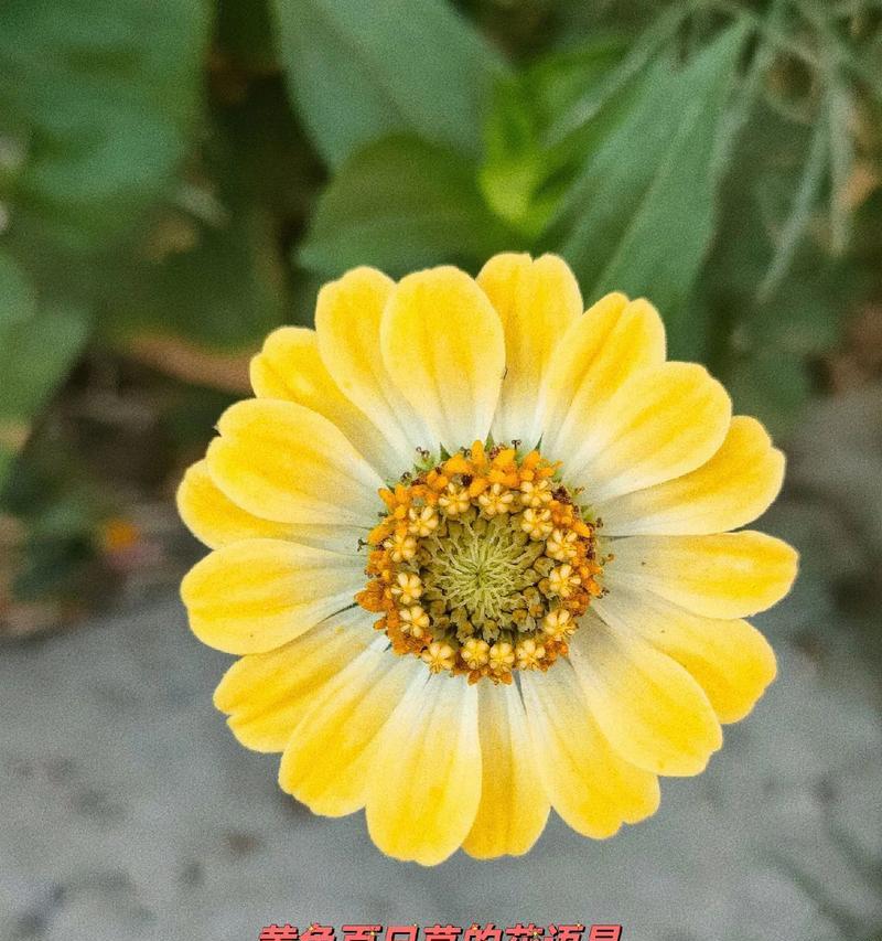 哪种花寓意节节高升？