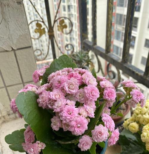 婚礼上冰激凌长寿花有何含义？长寿花的寓意是什么？