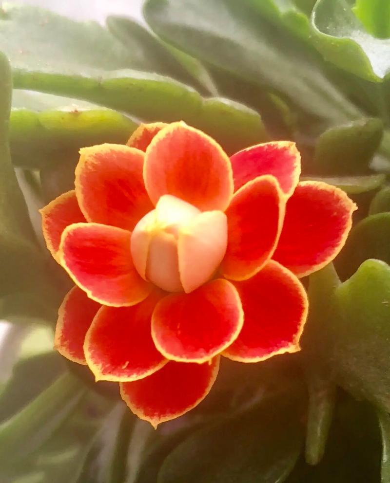 婚礼上冰激凌长寿花有何含义？长寿花的寓意是什么？