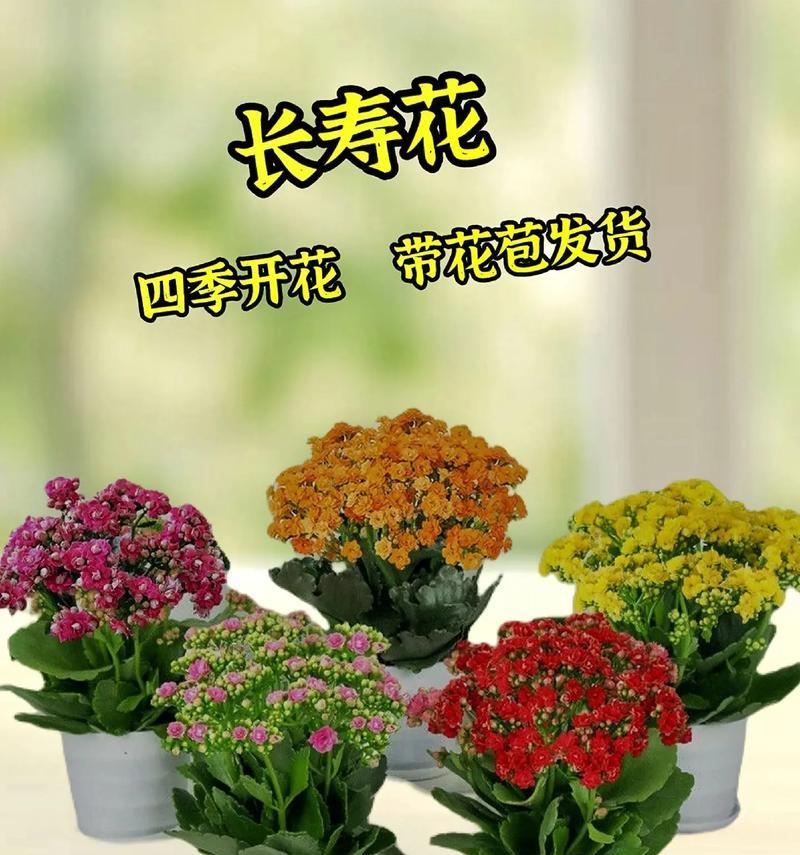 婚礼上冰激凌长寿花有何含义？长寿花的寓意是什么？