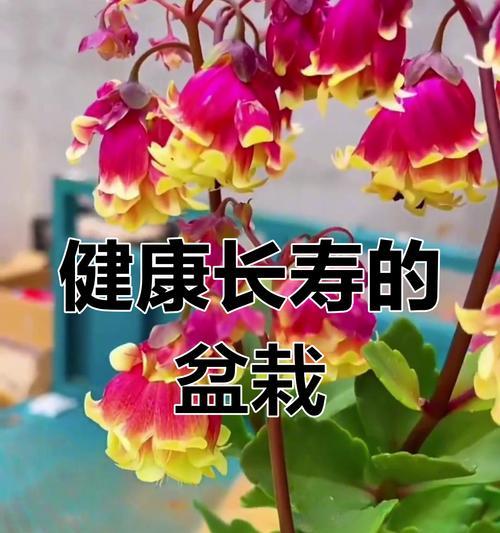 哪些花寓意健康长寿平安？如何选择寓意长寿的花卉？