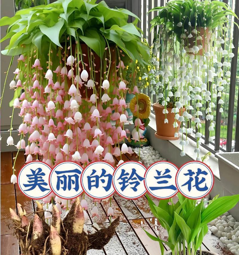 不同季节花开的花语是什么？